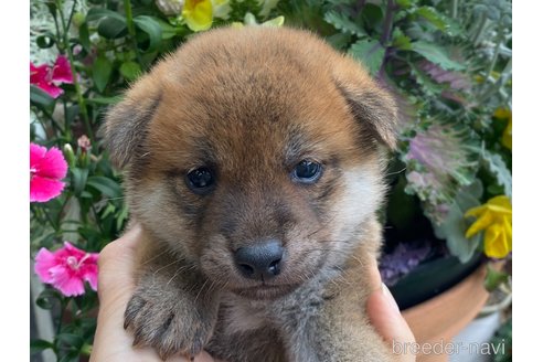 販売中の岡山県の柴犬-306254