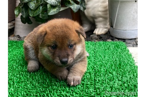 成約済の岡山県の柴犬-306254の2枚目