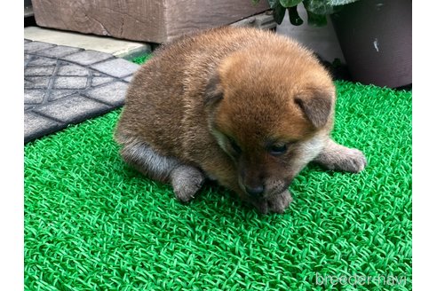 成約済の岡山県の柴犬-306254の4枚目