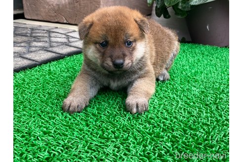 成約済の岡山県の柴犬-306254の5枚目