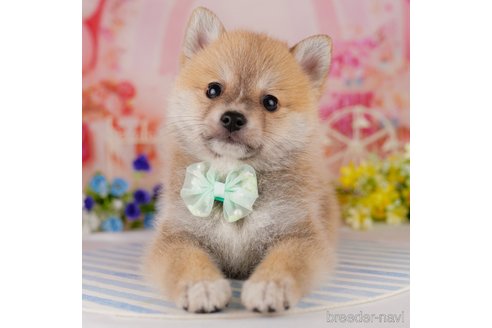 成約済の千葉県のミックス犬-306276の6枚目