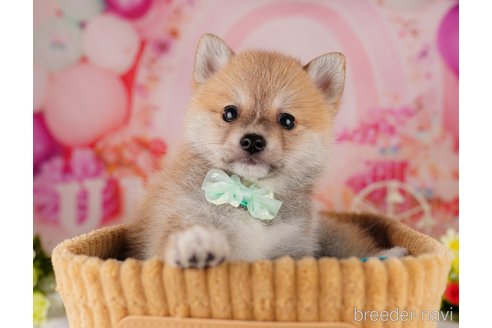 成約済の千葉県のミックス犬-306276の3枚目