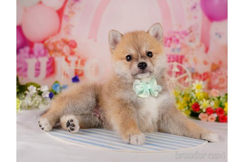 成約済の千葉県のミックス犬-306276の4枚目