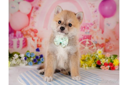 成約済の千葉県のミックス犬-306276の5枚目