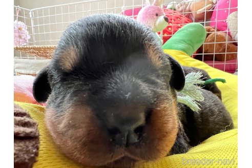 成約済の愛知県のロットワイラー-304557の4枚目
