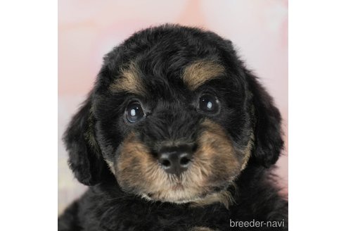 成約済の千葉県のトイプードル-306301