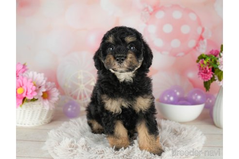 成約済の千葉県のトイプードル-306301の4枚目