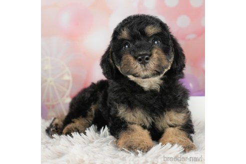 成約済の千葉県のトイプードル-306301の5枚目