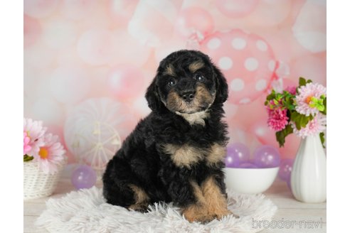 成約済の千葉県のトイプードル-306301の2枚目