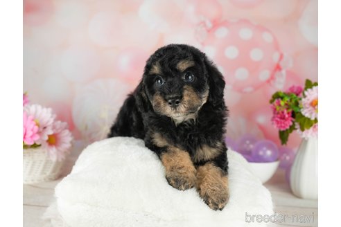 成約済の千葉県のトイプードル-306301の3枚目