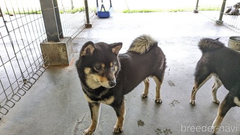 成約済の熊本県の豆柴-306304の2枚目