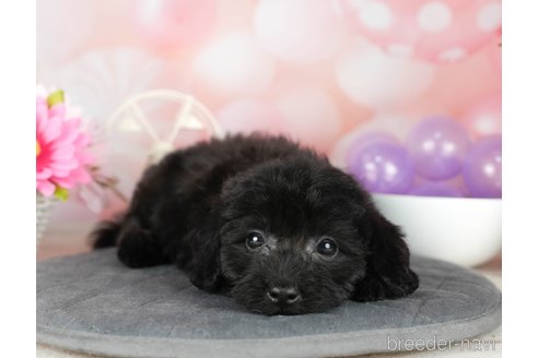 成約済の千葉県のダップー:ミニチュアダックスフンド×トイプードル-306303の2枚目