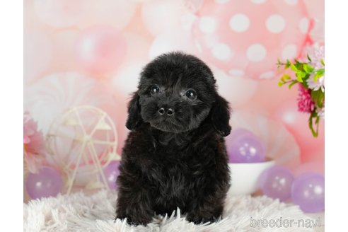 成約済の千葉県のダップー:ミニチュアダックスフンド×トイプードル-306303の4枚目