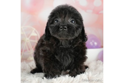 成約済の千葉県のダップー:ミニチュアダックスフンド×トイプードル-306303の3枚目