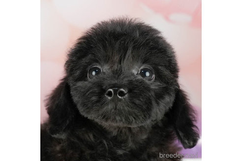 成約済の千葉県のダップー:ミニチュアダックスフンド×トイプードル-306303