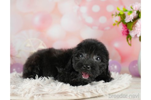 成約済の千葉県のダップー:ミニチュアダックスフンド×トイプードル-306303の5枚目