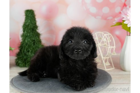 成約済の千葉県のダップー:ミニチュアダックスフンド×トイプードル-306305の2枚目