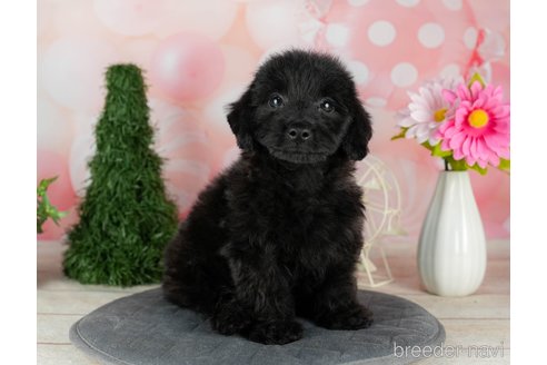 成約済の千葉県のダップー:ミニチュアダックスフンド×トイプードル-306305の4枚目