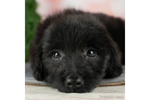 成約済の千葉県のダップー:ミニチュアダックスフンド×トイプードル-306305