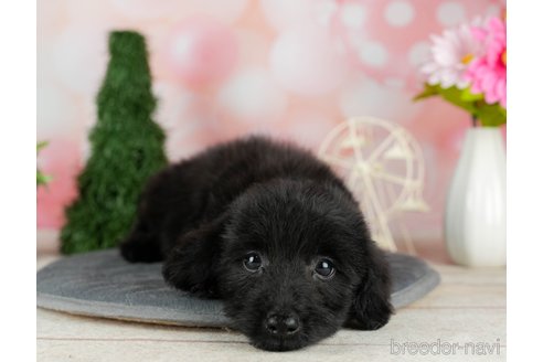 成約済の千葉県のダップー:ミニチュアダックスフンド×トイプードル-306305の5枚目