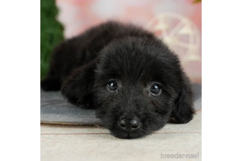 成約済の千葉県のダップー:ミニチュアダックスフンド×トイプードル-306305の3枚目