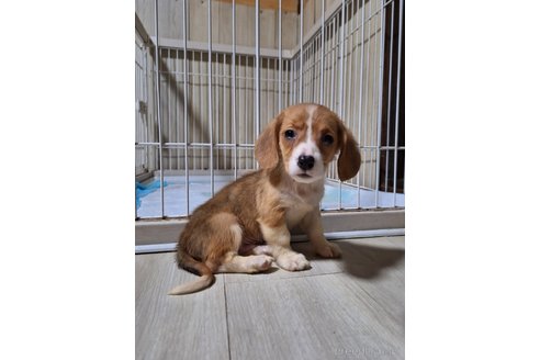 成約済の神奈川県のミックス犬-297307の3枚目