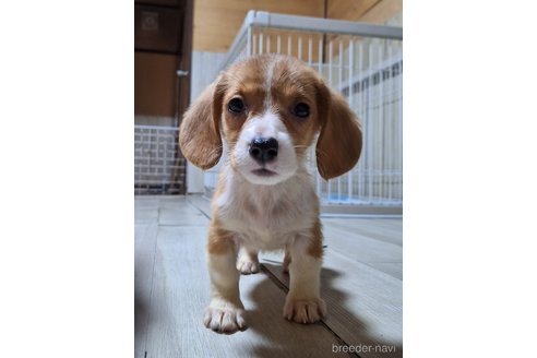 成約済の神奈川県のミックス犬-297307の2枚目