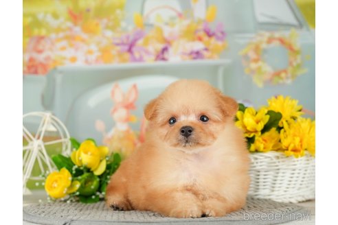 成約済の千葉県のポメプー:ポメラニアン×トイプードル-306319の4枚目