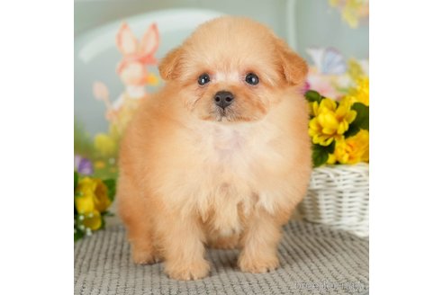 成約済の千葉県のポメプー:ポメラニアン×トイプードル-306319の5枚目