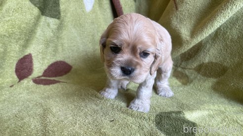 成約済の茨城県のアメリカンコッカースパニエル-306320の5枚目