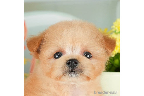 成約済の千葉県のポメプー:ポメラニアン×トイプードル-306322