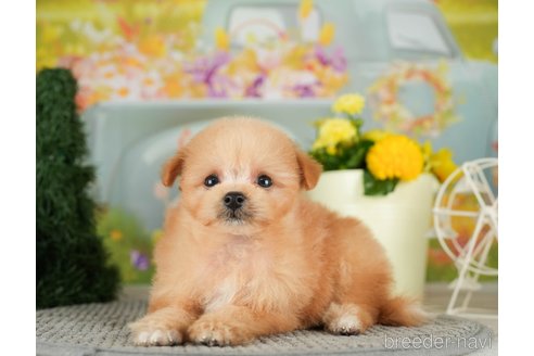 成約済の千葉県のポメプー:ポメラニアン×トイプードル-306322の4枚目