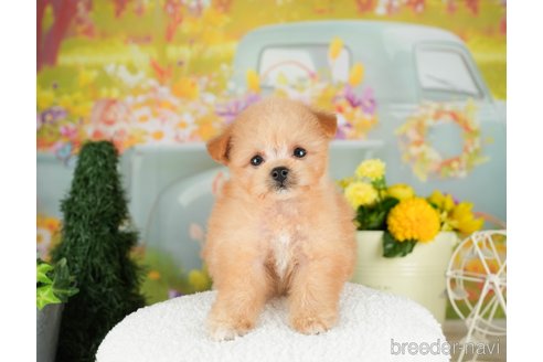 成約済の千葉県のポメプー:ポメラニアン×トイプードル-306322の3枚目