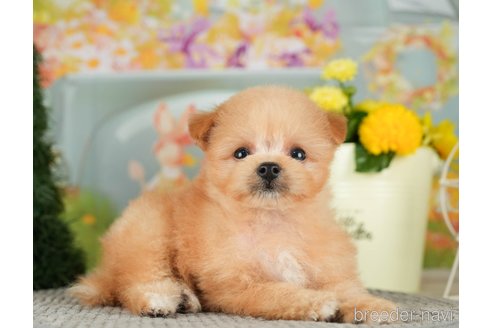 成約済の千葉県のポメプー:ポメラニアン×トイプードル-306322の5枚目