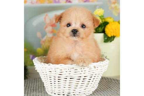 成約済の千葉県のポメプー:ポメラニアン×トイプードル-306322の2枚目