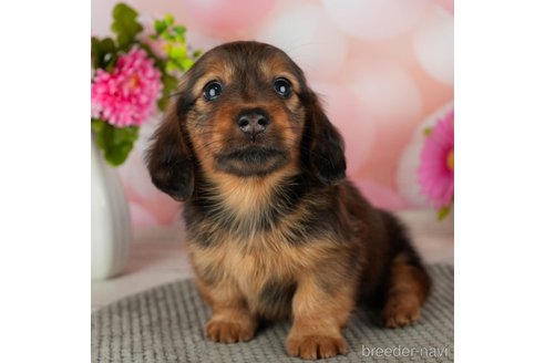 成約済の千葉県のカニンヘンダックスフンド(ロングヘアード)-306324の2枚目