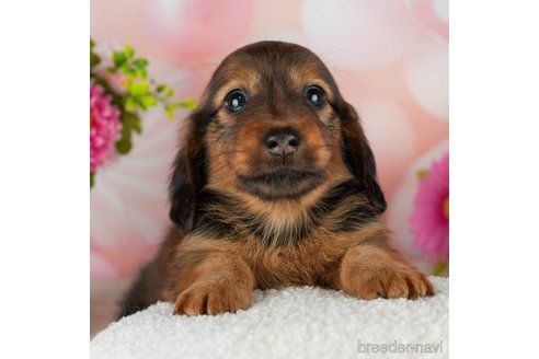 成約済の千葉県のカニンヘンダックスフンド(ロングヘアード)-306324