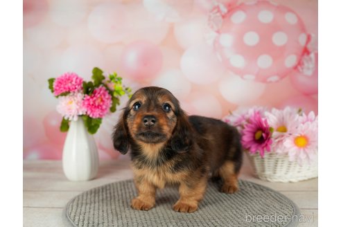 成約済の千葉県のカニンヘンダックスフンド(ロングヘアード)-306324の3枚目