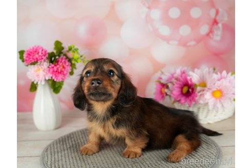 成約済の千葉県のカニンヘンダックスフンド(ロングヘアード)-306324の4枚目