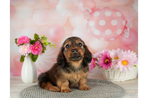 成約済の千葉県のカニンヘンダックスフンド(ロングヘアード)-306324の5枚目