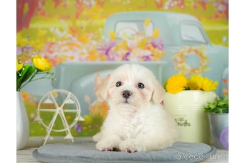 成約済の千葉県のマルプー:マルチーズ×トイプードル-306326の3枚目