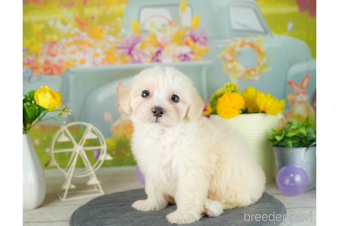 成約済の千葉県のマルプー:マルチーズ×トイプードル-306326の4枚目