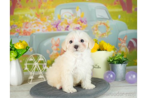 成約済の千葉県のマルプー:マルチーズ×トイプードル-306326の5枚目