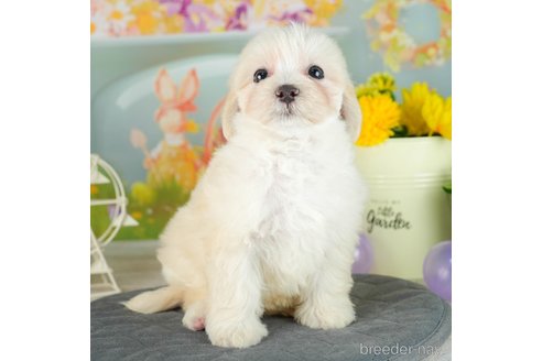 成約済の千葉県のマルプー:マルチーズ×トイプードル-306326の2枚目