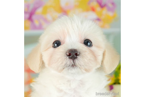 成約済の千葉県のマルプー:マルチーズ×トイプードル-306326