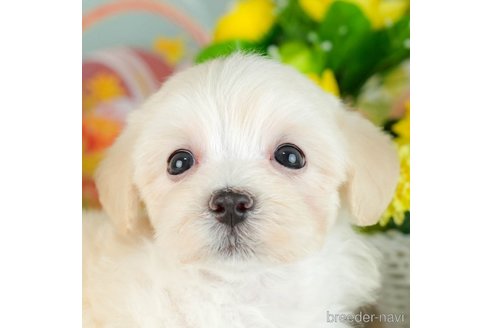 成約済の千葉県のマルプー:マルチーズ×トイプードル-306328