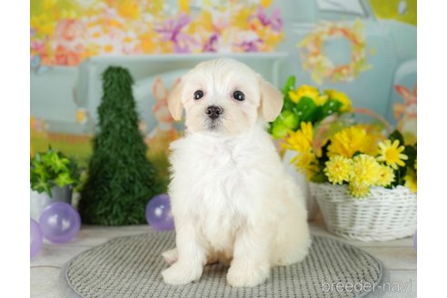 成約済の千葉県のマルプー:マルチーズ×トイプードル-306328の2枚目