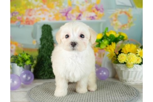 成約済の千葉県のマルプー:マルチーズ×トイプードル-306328の3枚目