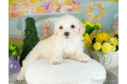 成約済の千葉県のマルプー:マルチーズ×トイプードル-306328の4枚目