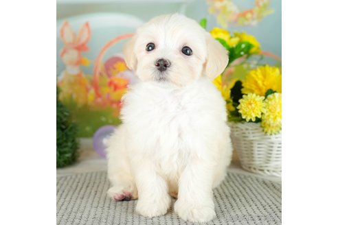 成約済の千葉県のマルプー:マルチーズ×トイプードル-306328の5枚目